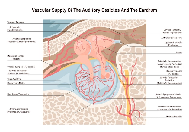 Vetor suprimento sanguíneo dos ossículos auditivos e do tímpano veias da cavidade da orelha média