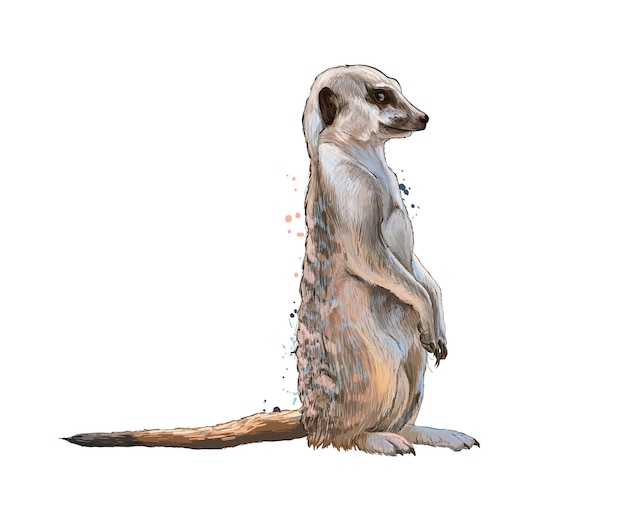 Suricata de um toque de aquarela, desenho colorido, realista. Ilustração vetorial de tintas