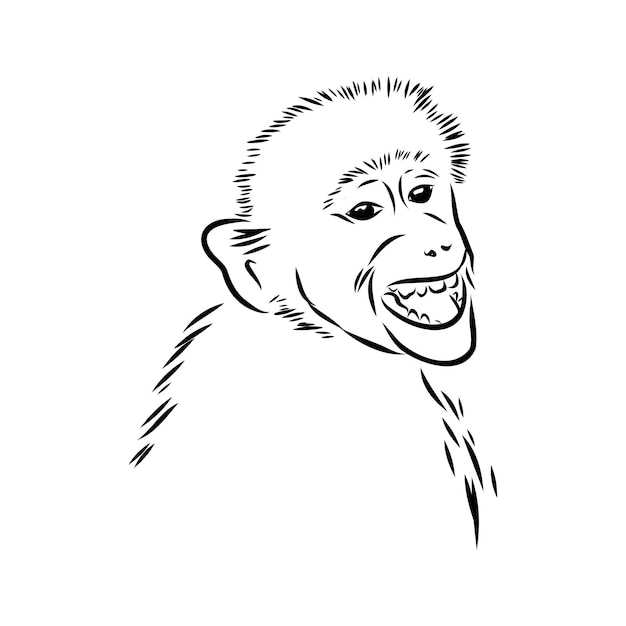 Vetor surpreendente retrato de macaco selvagem, ilustração de desenho vetorial