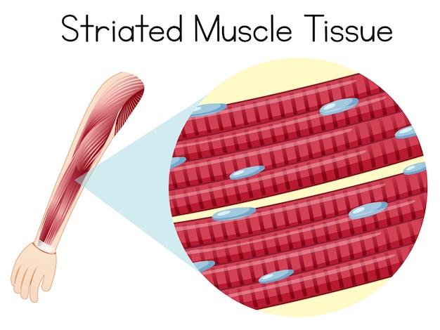 Vetor tecido muscular estriado humano