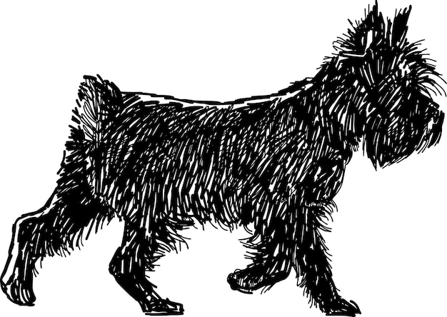 Terrier preto