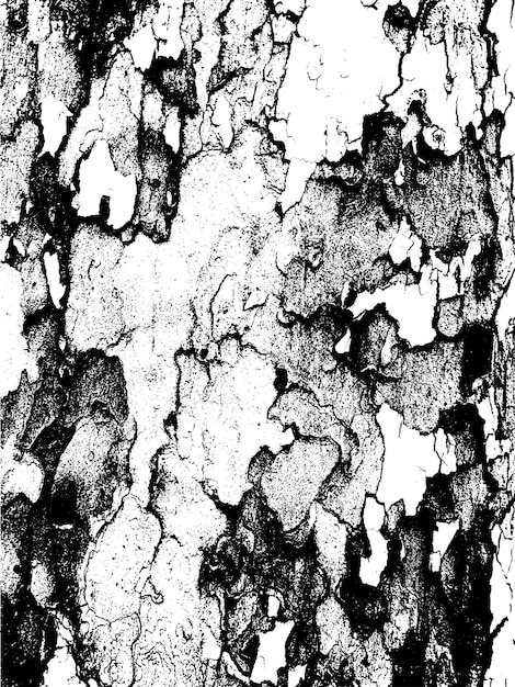 Textura de casca de árvore grunge
