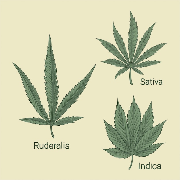 Tipo de cannabis