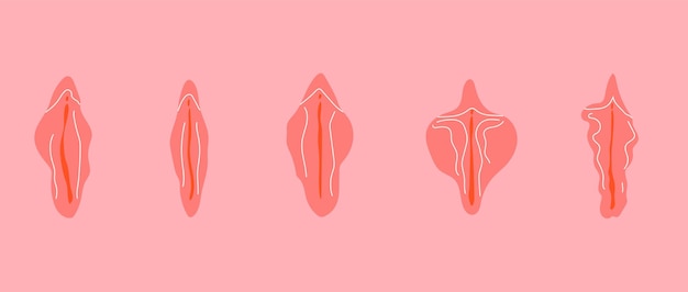 Vetor tipo de vetor de lábios femininos. ilustrador de desenho de uma vagina. vetor