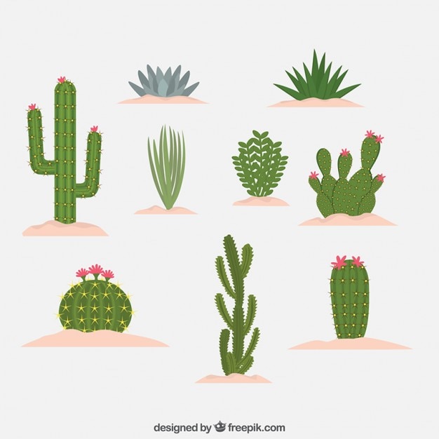 Tipo differents do design cactus