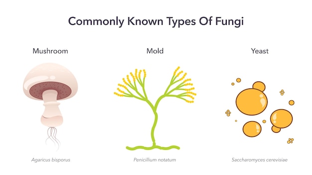 Tipos comumente conhecidos de ilustração vetorial de ciência de fungos