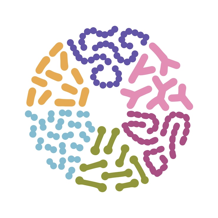 Vetor tipos de bactérias probióticas definidas em forma de círculo boa microbiota com bacilo prebiótico saudável lactoba