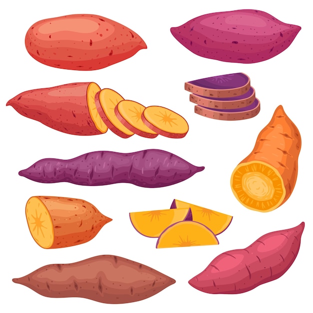 Vetor tipos de batata-doce de desenho animado inhame fatiado ou batat batata doce assada vermelha saudável lanche de vegetais de outono quente conjunto de vetores de comida vegana natural