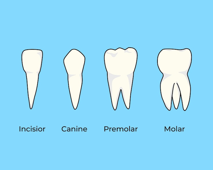 Vetor tipos de ilustração vetorial de dentes humanos