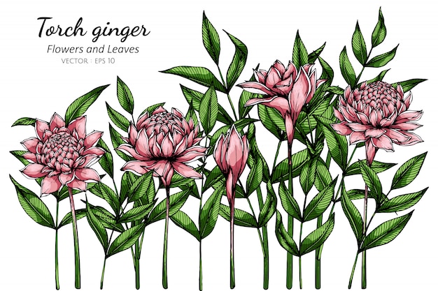 Tocha rosa flor de gengibre e folha desenho ilustração com arte de linha em branco