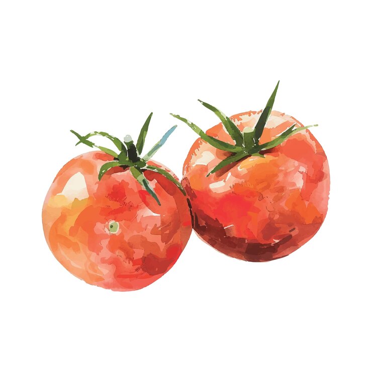 Vetor tomate aquarelado em fundo branco