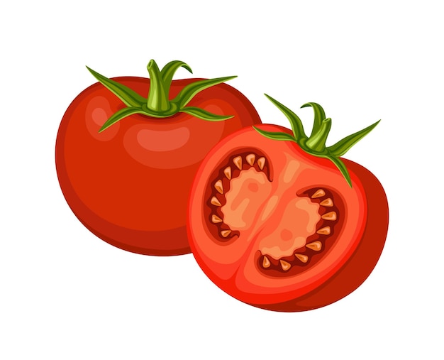 Tomate fruta comida vegetal vermelho fresco maduro saudável suculento tomate vector ilustração orgânica fresco