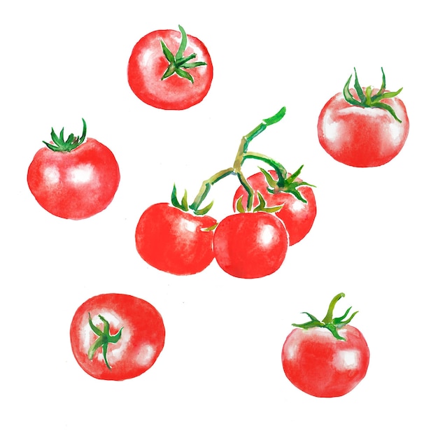 Tomate, legumes vermelhos, ilustração de aquarela