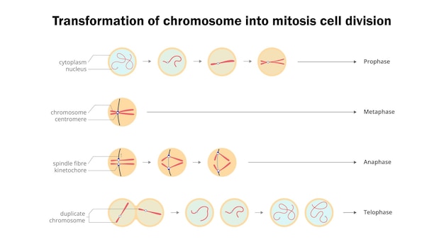 Vetor transformação do cromossomo em mitose divisão celular