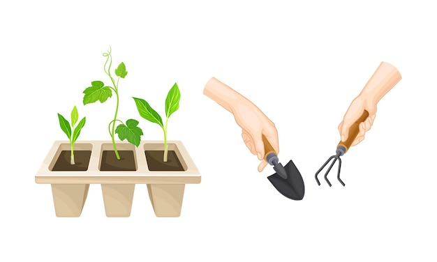 Transplantação de mudas ou plantas jovens que crescem em vaso de plástico e à mão com um conjunto de vetores de rastrelhas e tralhas