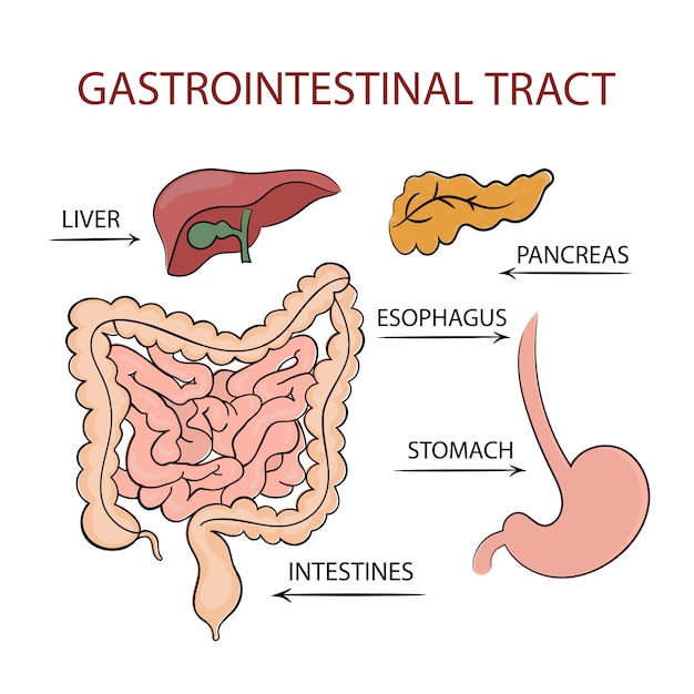 Vetor trato gastrointestinal da medicina