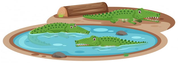 Três crocodilos na lagoa