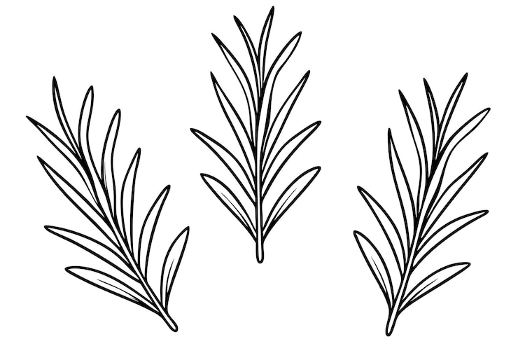 Vetor três plantas diferentes desenhadas sobre um fundo branco