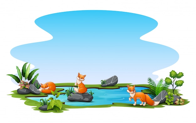 Três raposas brincando no pequeno lago