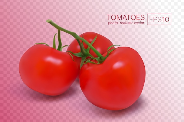 Três tomates vermelhos maduros em um galho. ilustração foto-realística do vetor em um fundo transparente. esses tomates podem ser colocados em qualquer fundo.