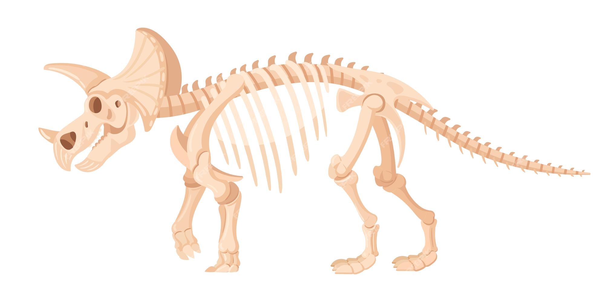 Vetores de Dinossauros De Desenho Animado Fósseis Esqueleto De Dinossauro  Antigo Triceratops Fóssil De Amonita E Folha Elementos De Escavação  Paleontológicas Conjunto Vetorial e mais imagens de Fóssil - iStock