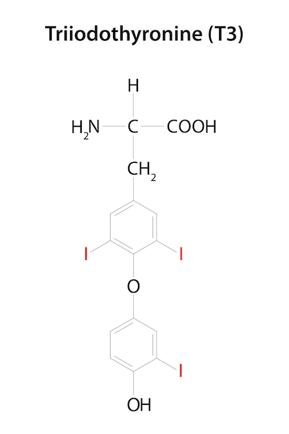 Vetor triiodotironina t3_2