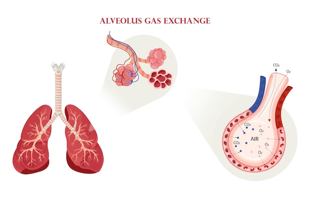 Troca gasosa alveolar no esquema dos pulmões