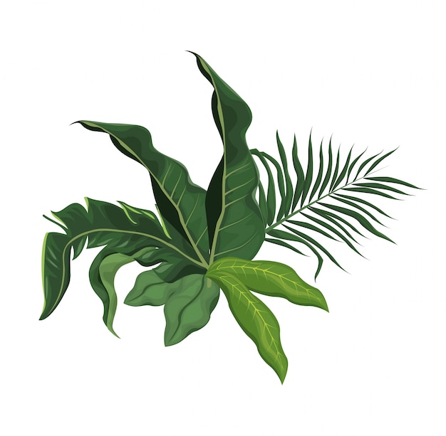 Tropical Palm Tree