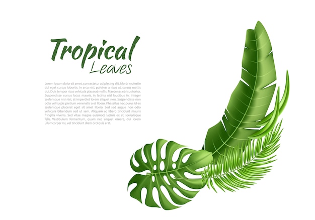 Tropical realista de vetor deixa férias exóticas