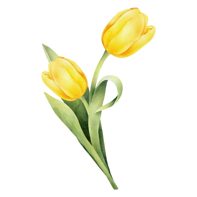 Vetor tulipa amarela em aquarela com folha verde ilustração em aquarela desenhada à mão