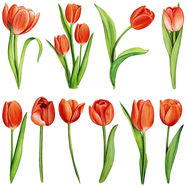 Vetor tulipa colorida desenhada à mão em aquarela