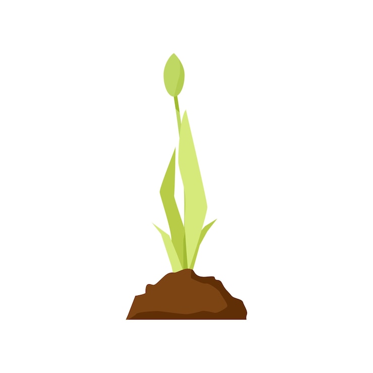 Vetor tulipa verde brota de um seio de terra