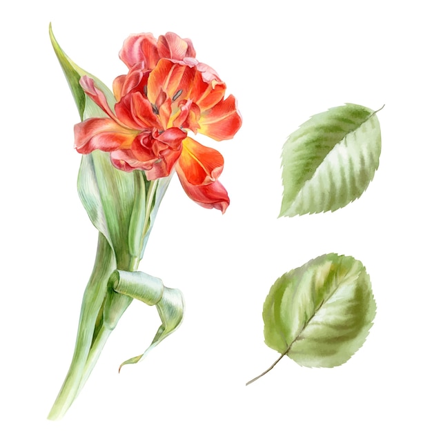Tulipa vermelha e folhas de ilustração em aquarela