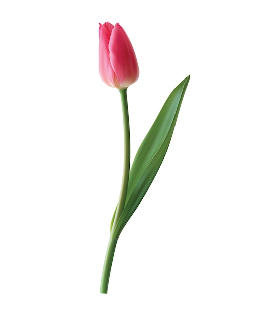 Tulipa vermelha isolada no branco