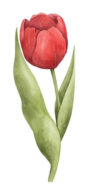 Vetor tulipa vermelha sobre fundo branco ilustração botânica em aquarela elemento de clipart floral