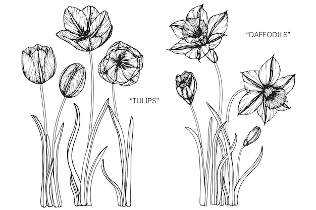 Tulipa