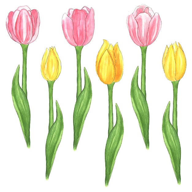 Tulipas clipart ilustração em aquarela primavera verão flores rosa amarelas