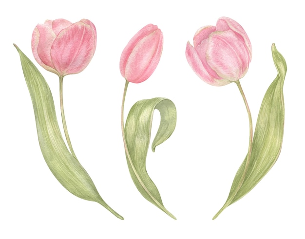 Tulipas de flores desenhadas à mão em aquarela conjunto estilo vintage Ilustração botânica de primavera