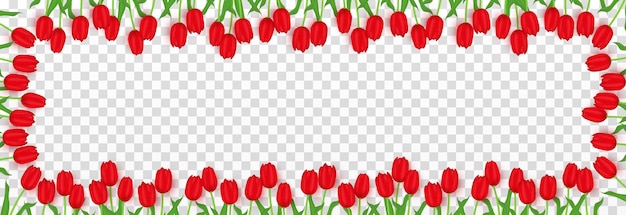 Tulipas realistas de vetor png. tulipas vermelhas png quadro de lulips. banner festivo com tulipas. tulipas png