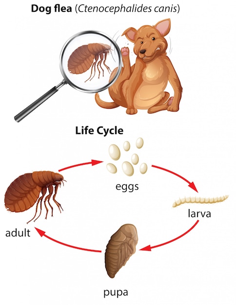 Um ciclo de vida da pulga do cão