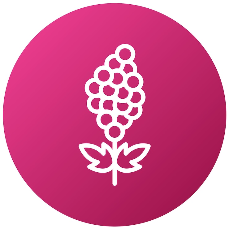 Vetor um círculo roxo com um feixe de uvas