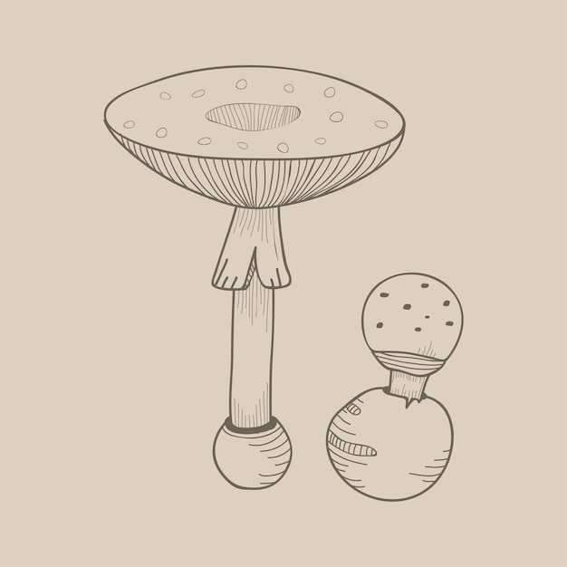 Um cogumelo