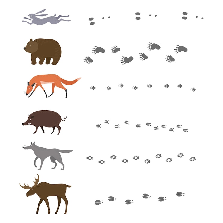 Vetor um conjunto de animais da floresta e suas pegadas - uma lebre, uma raposa, um javali, um lobo, um urso, um alce.