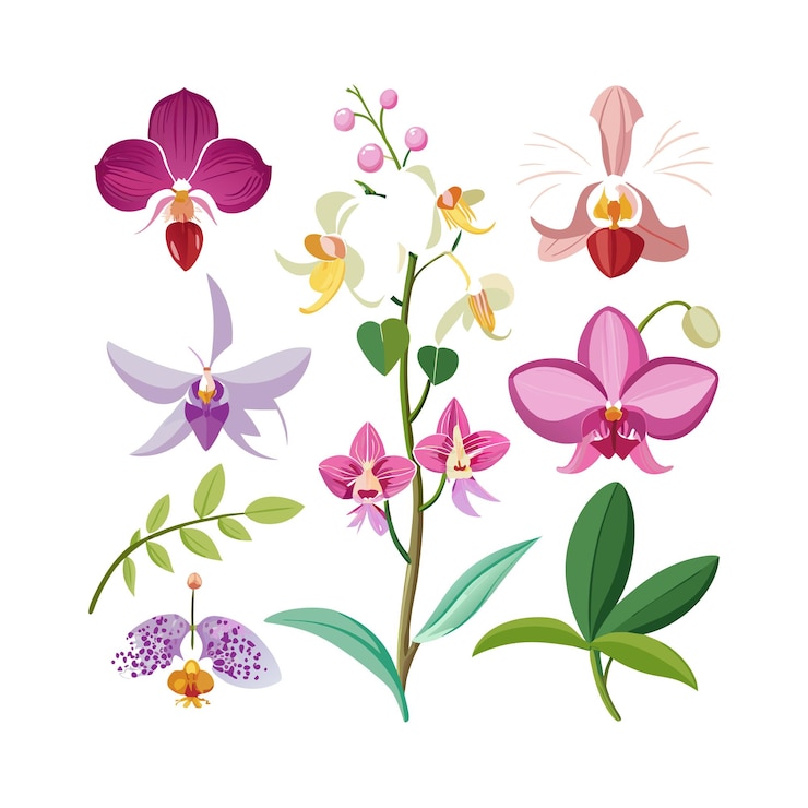 Vetor um conjunto de belas ilustrações vetoriais de estilo plano de flores