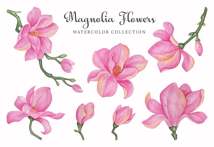 Vetor um conjunto de flores de magnólia rosa com o título flor de magnólia.