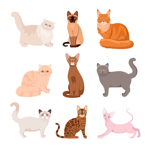 Um conjunto de gatos de raça pura em um fundo branco desenho de desenho animado