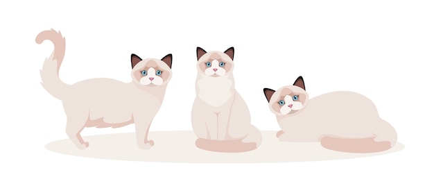 Vetor um conjunto de gatos ragdoll em um fundo branco desenho de desenho animado