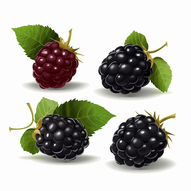 Vetor um conjunto de ícones black berry para o seu próximo projeto