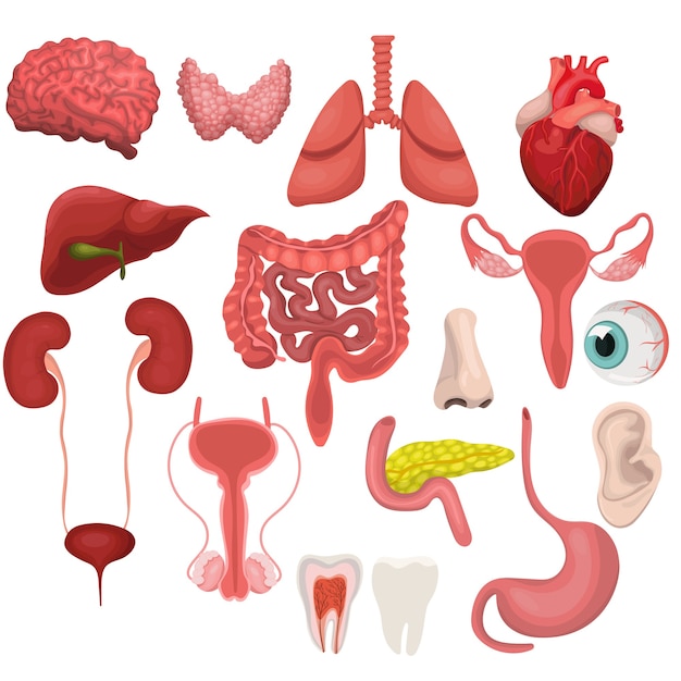 Um conjunto de órgãos humanos. ilustração isolada no fundo branco.