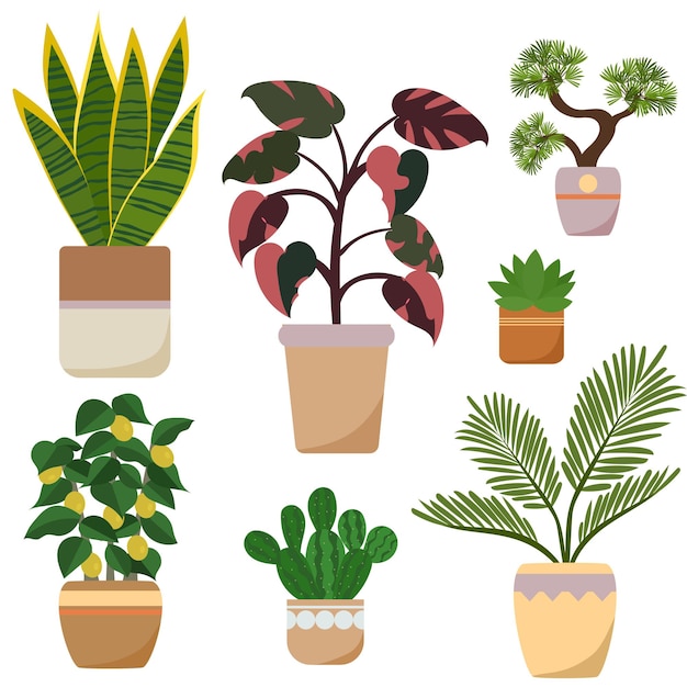 Um conjunto de plantas de interior em vasos plantas para decoração de casa e escritório